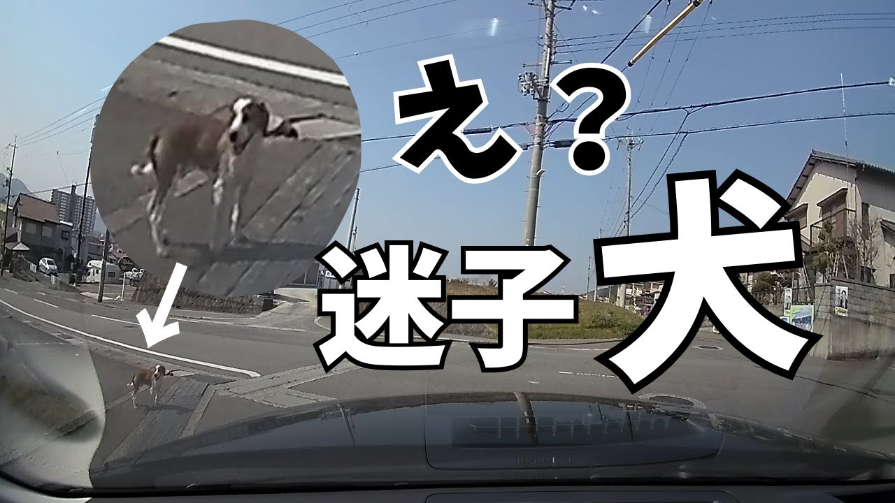 【迷子犬ビーグル 前編】道で迷い犬と遭遇！保護しました～多頭飼い～チワワ シーズー ミニチュアピンシャー トイプードル