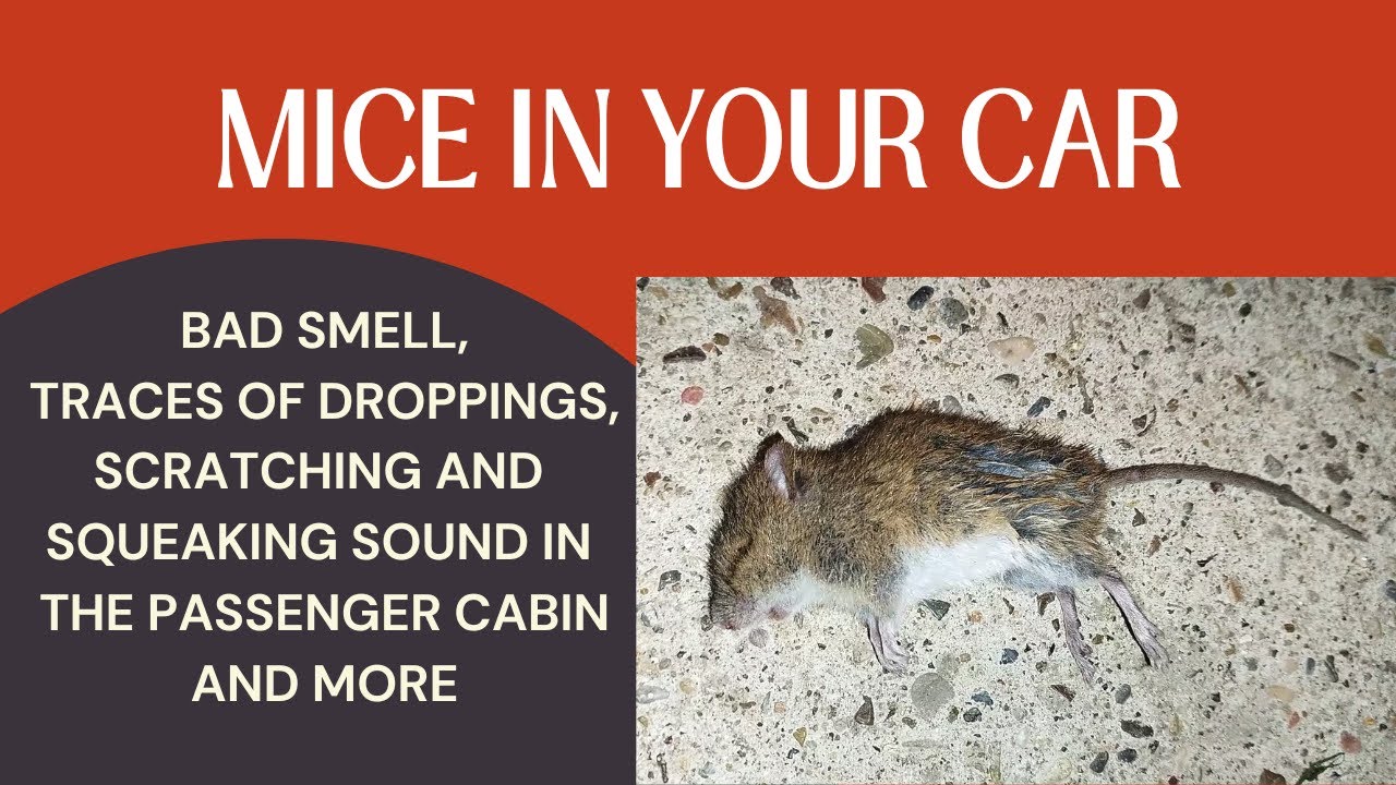 Signs You Have Mice In Your Car-Bad Smell, Mouse Droppings, Car Problems and More