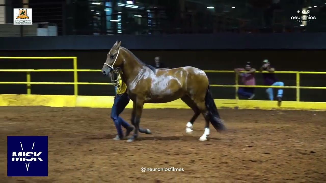 🐴 Mostarda El do Naj - A Paquitinha