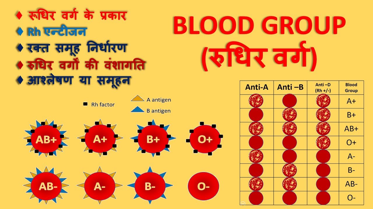 रूधिर वर्ग के प्रकार| Blood groups | Blood group determination | ABO blood types #learningpoint26