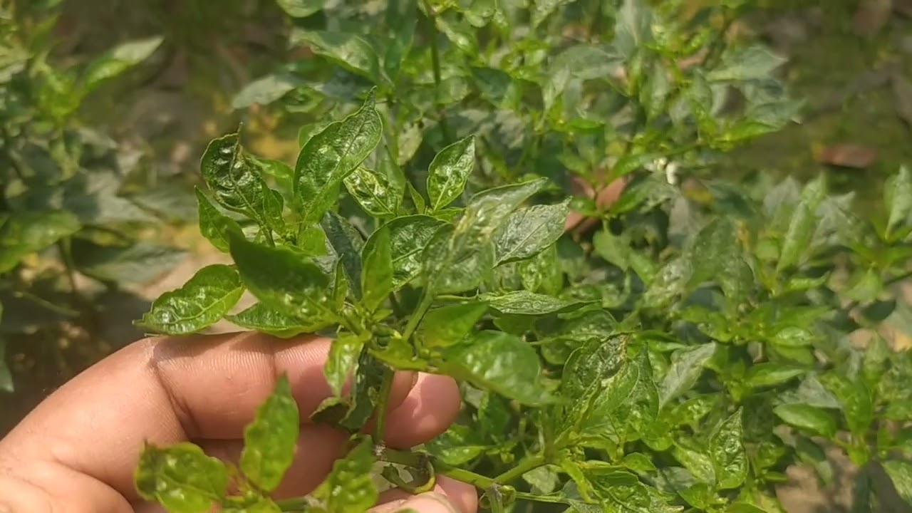 মরিচ গাছের পাতা কুকরানোর সমাধান
