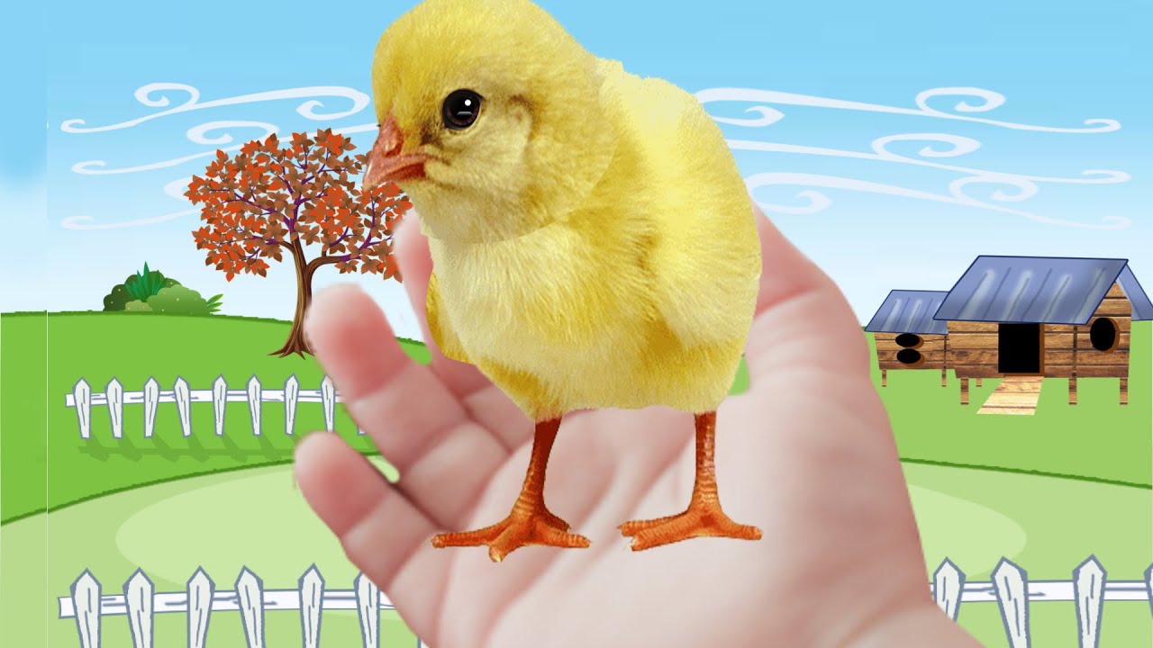 Meu PINTINHO Amarelinho 🐥| M&uacute;sica infantil | My little yellow chick | Nursery Rhymes | Song for kids