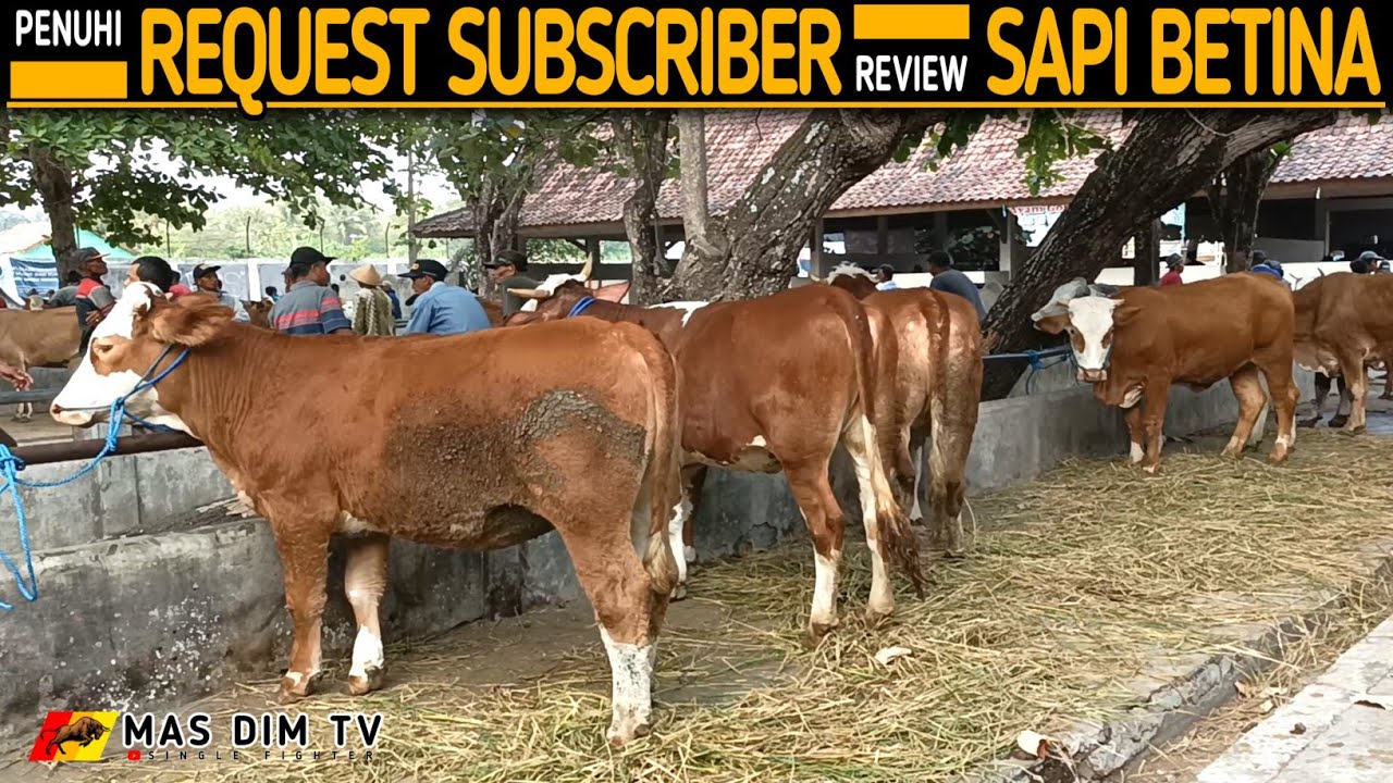 Sapi Betina Doro Super Pasar Sapi Ambarketawang !!