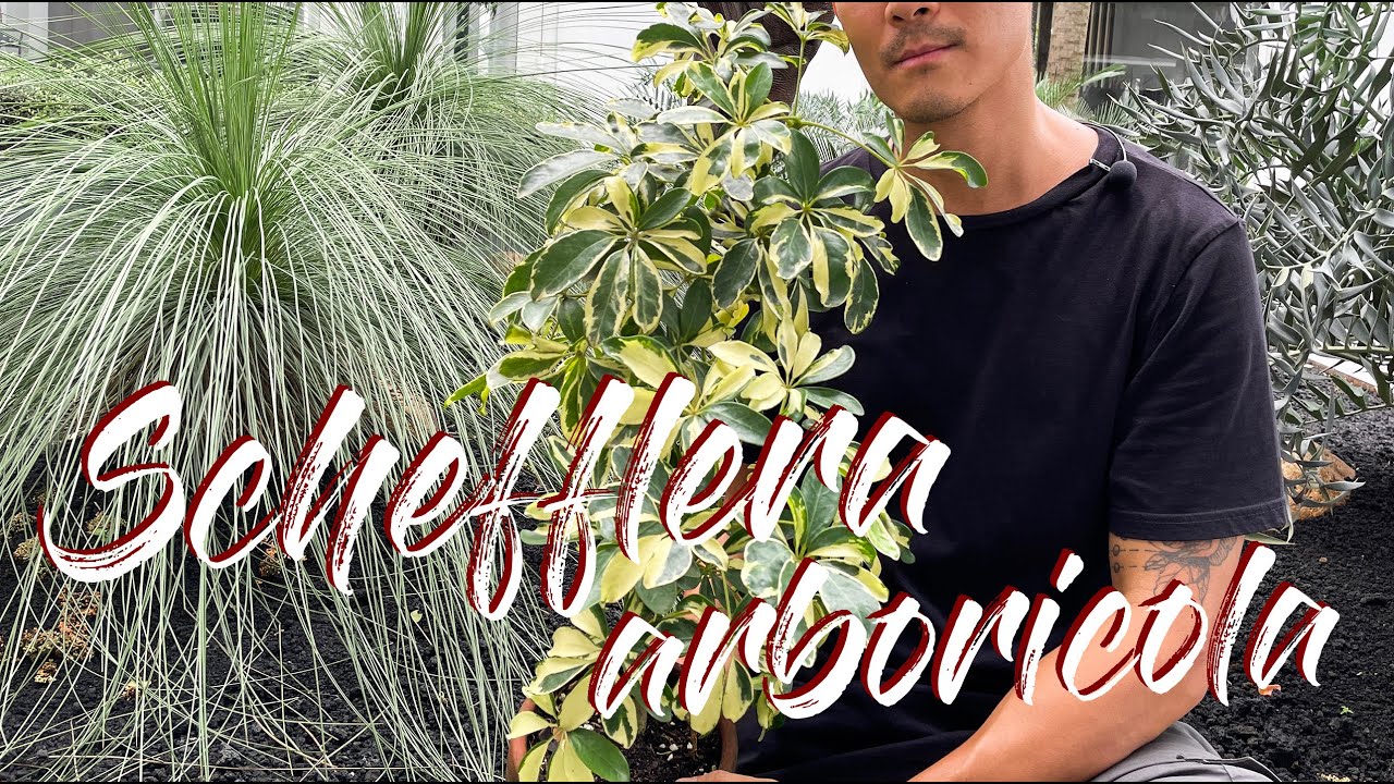 Уход и размножение Schefflera arboricola в почве и воде (с обновлениями)