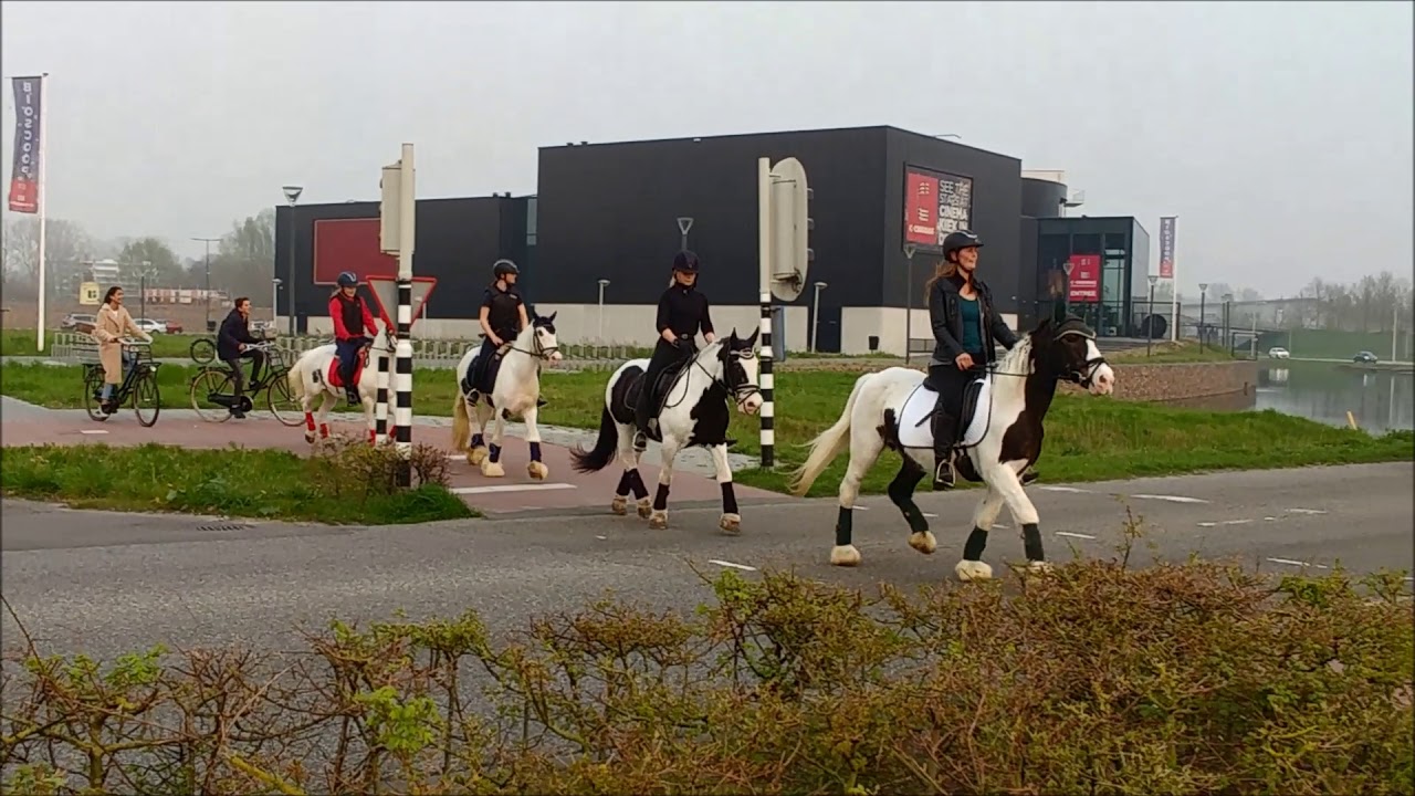 DE TINKERS VAN DE MARISKAHOEVE 2019