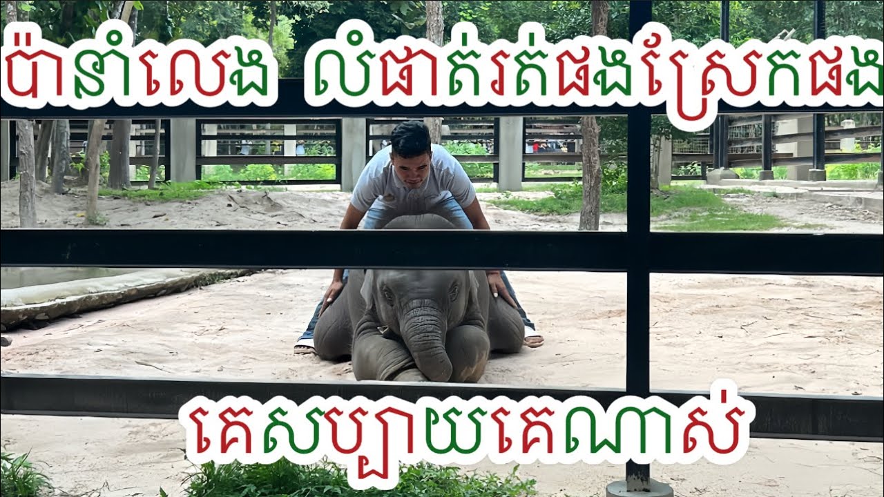 ប៉ានាំអូនលេង លំផាត់គេសប្បាយគេរត់ផងស្រែកផង, Baby elephant runs and plays with daddy
