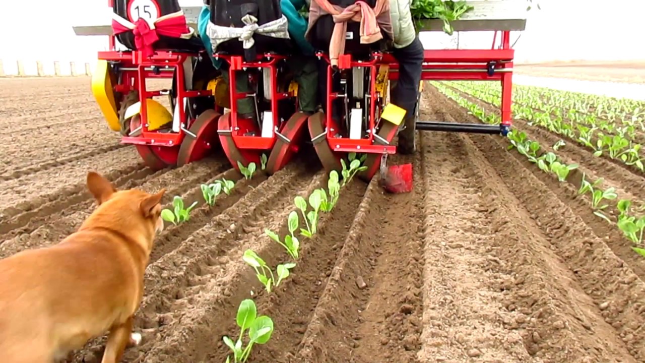 C-330 + AGROMAX & kapusta w pole i kundel w roli głównej #wiosna E02 (czytaj opis)