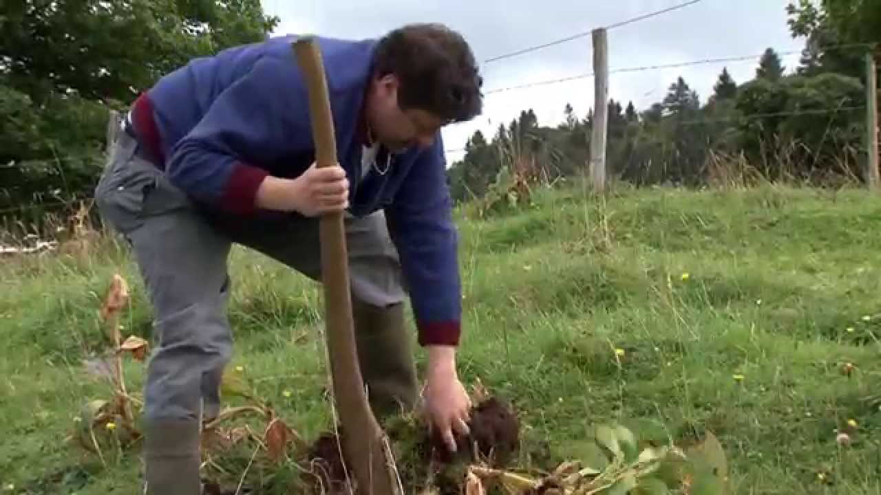 La gentiane de Bois Raiguel