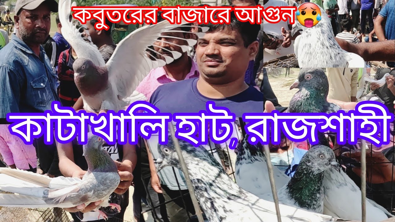 গরমের শুরুতেই বেড়ে গেছে কবুতরের দাম 🥵🕊️|| Pigeon market in Rajshahi BD | Katakhali Hat, Rajshahi ||
