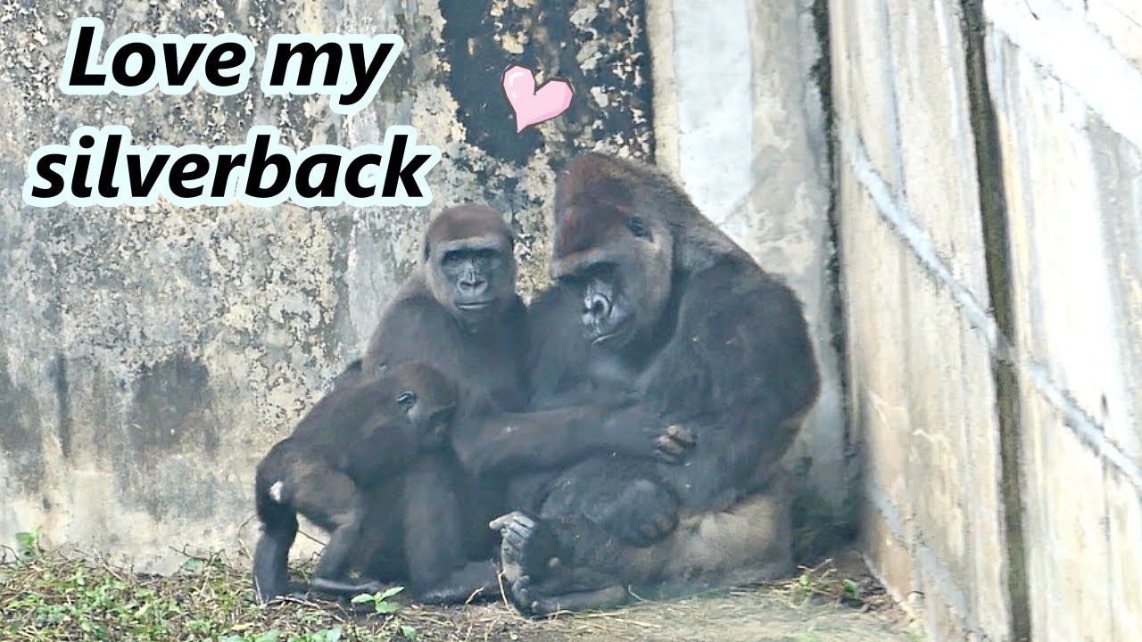 Gorilla D'jeeco couple's sweet moments / 大猩猩迪亞哥夫婦的甜蜜時刻