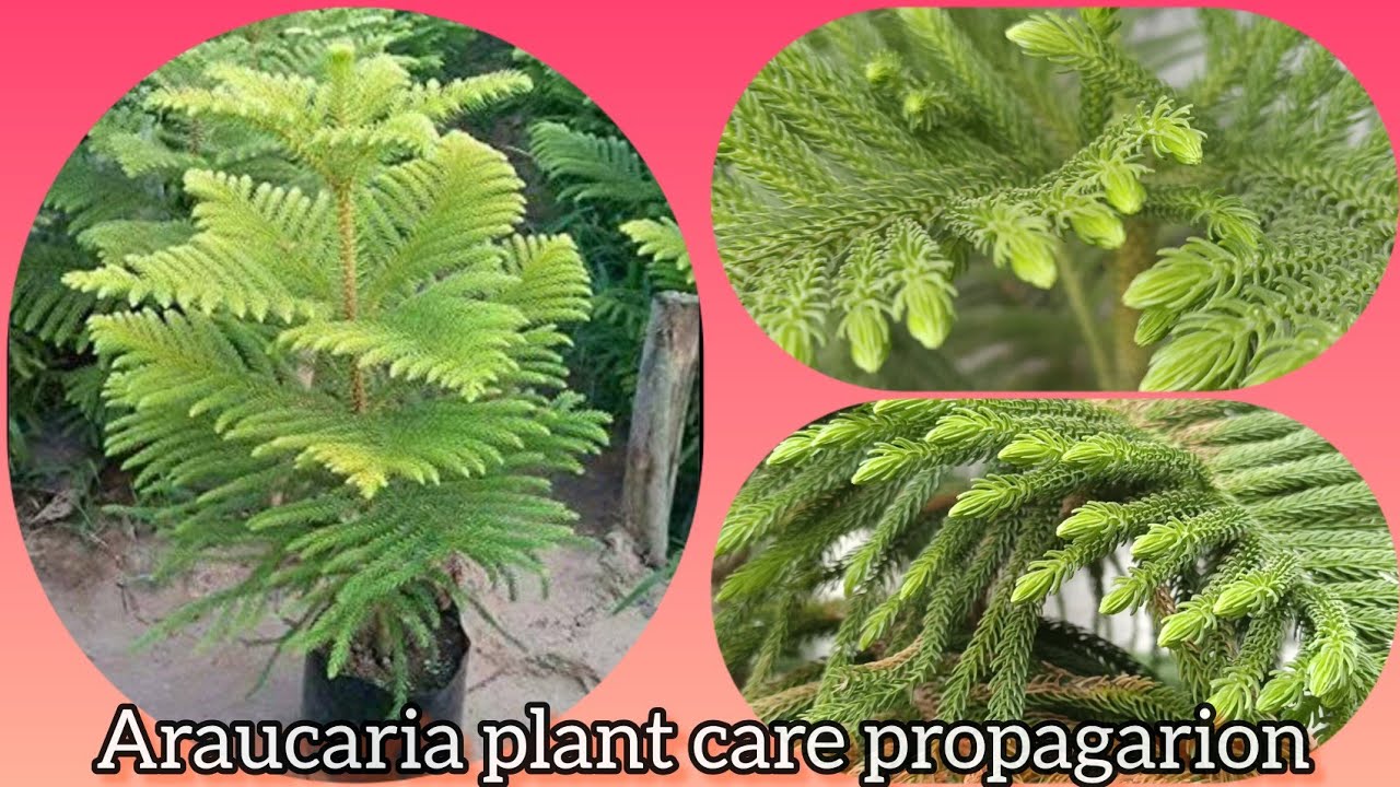 How to care for the Araucaria plant | araucaria cuttings // Grow green 445