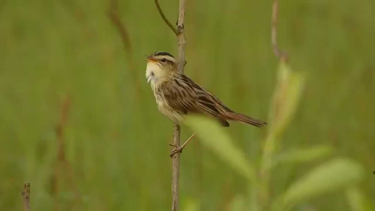 Aquatic Warbler / Acrocephalus paludicola (Biebrza, Podlasie, June 2014)