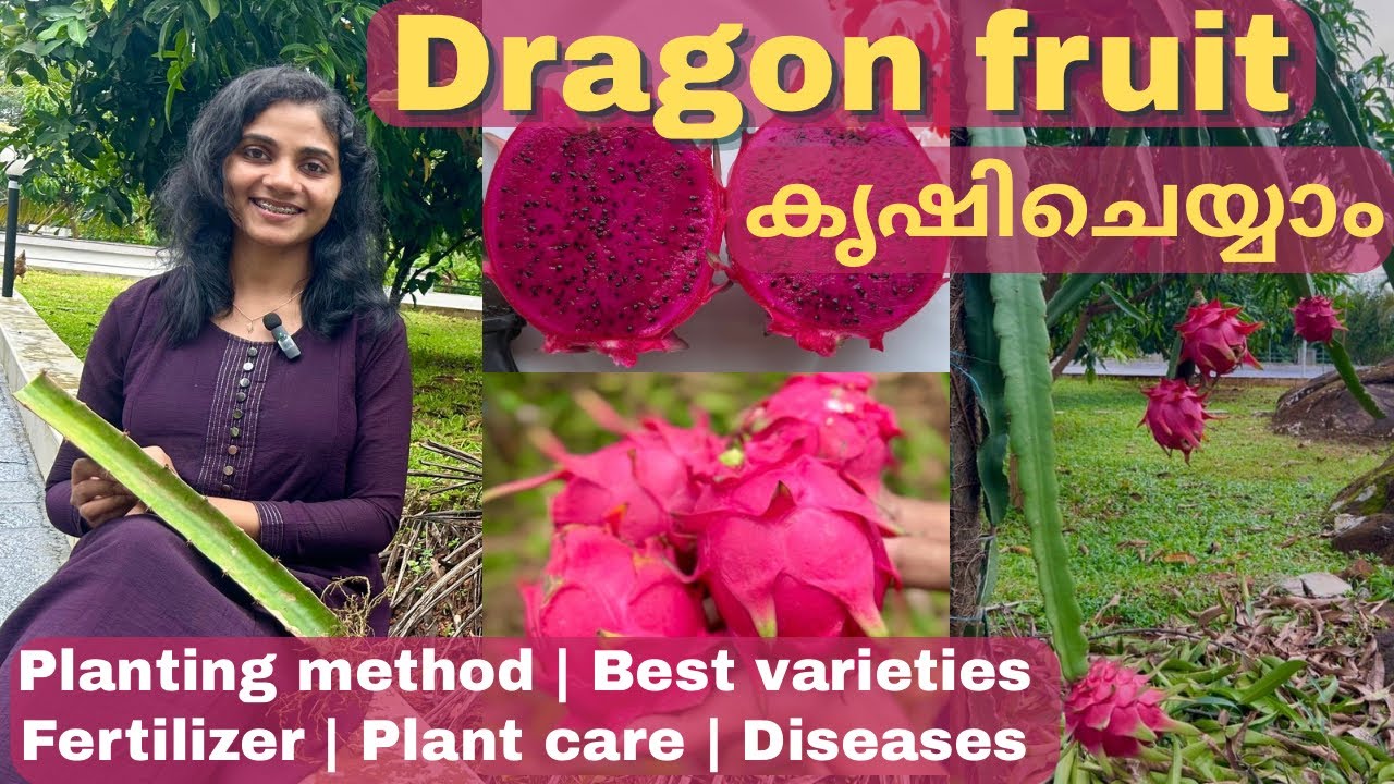 Dragon fruit farming Malayalam | Do’s and don’ts | Best varieties | Fertilizer #dragonfruit #fruit 