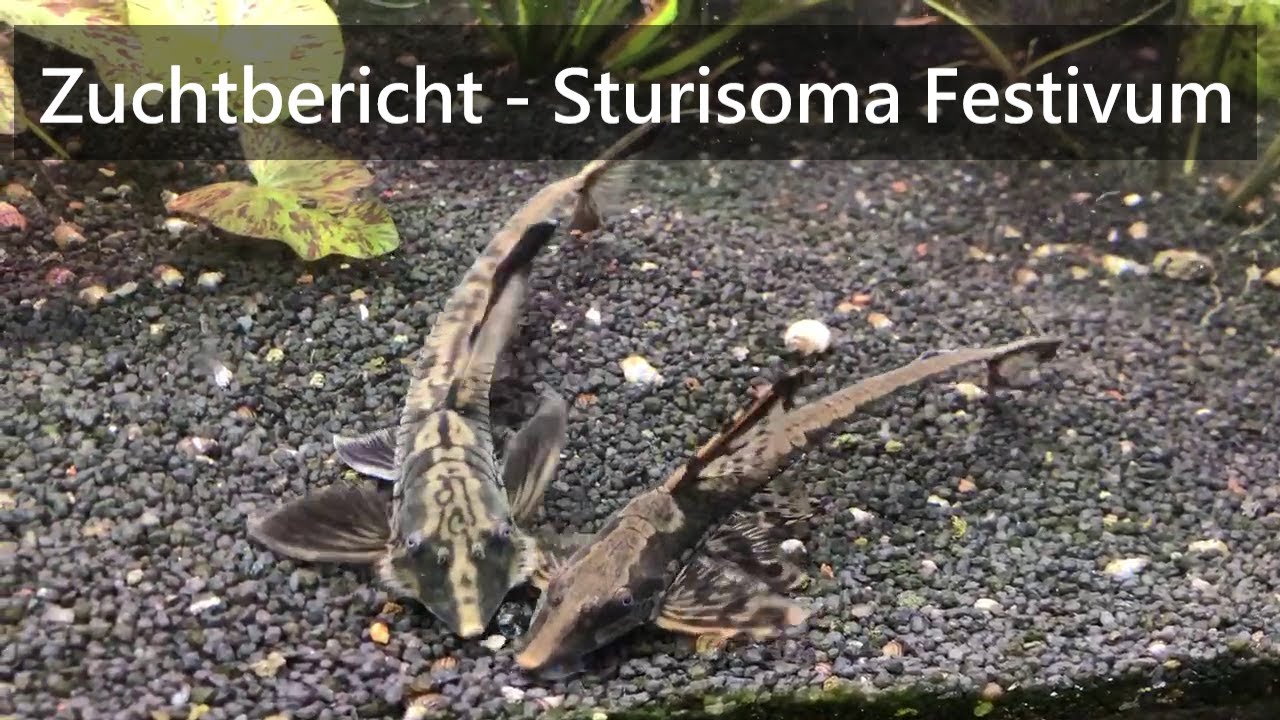 Zuchtbericht - Sturisoma Festivum (Langflossen Harnischwels)