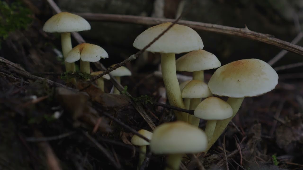 December mushroom woodland photography shot with the Sony A6700 camera.