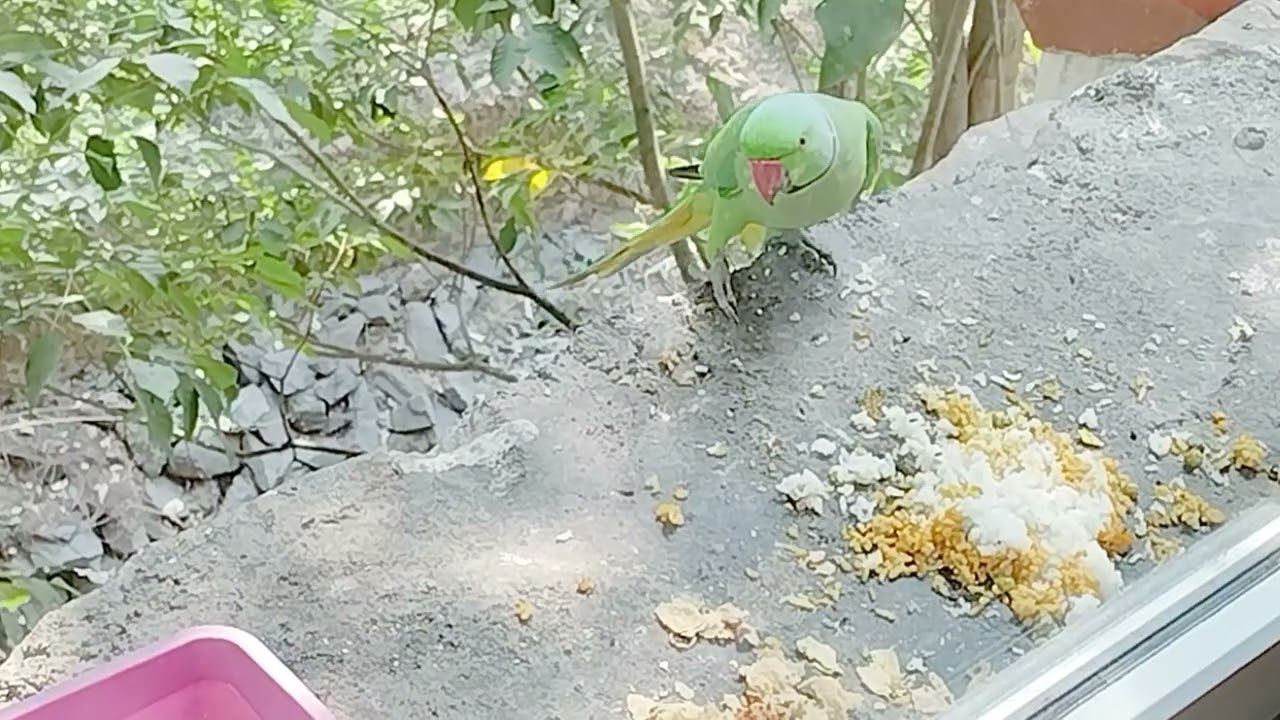 Lovely Mitthu 🦜❤️#subscribemychannel #love 