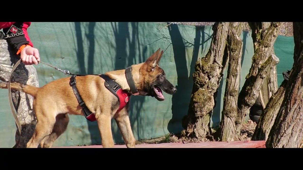Ozzy Trainer Dog Team FCI 15 weeks - Lučenec 1. 3. 2026