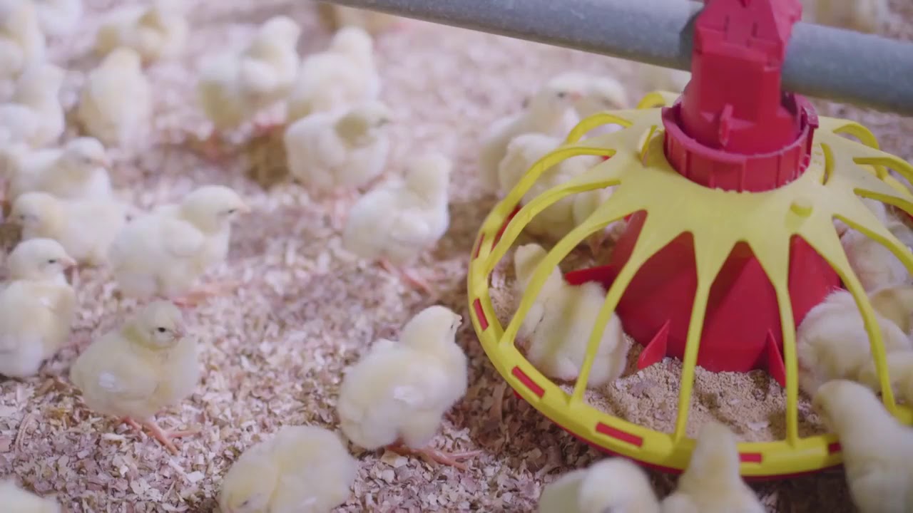 DOCUMENTARY FILM FOR ADDOHA POULTRY COMPANY