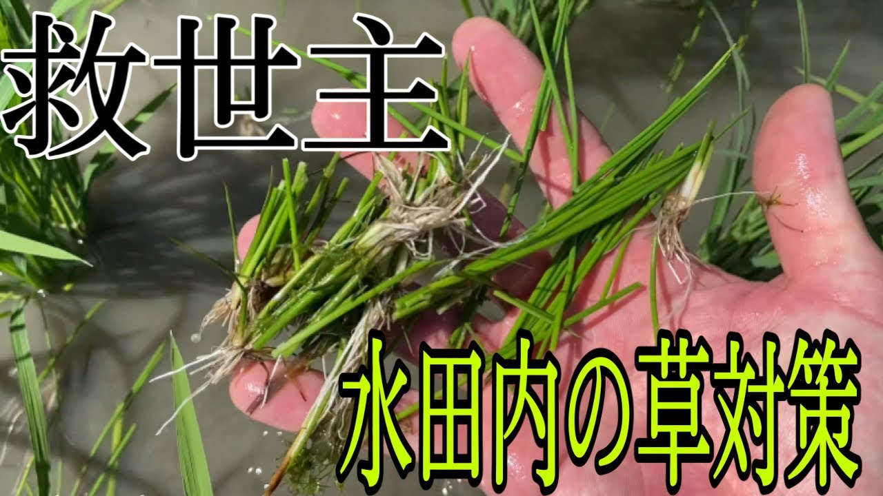 まだまだ生える草