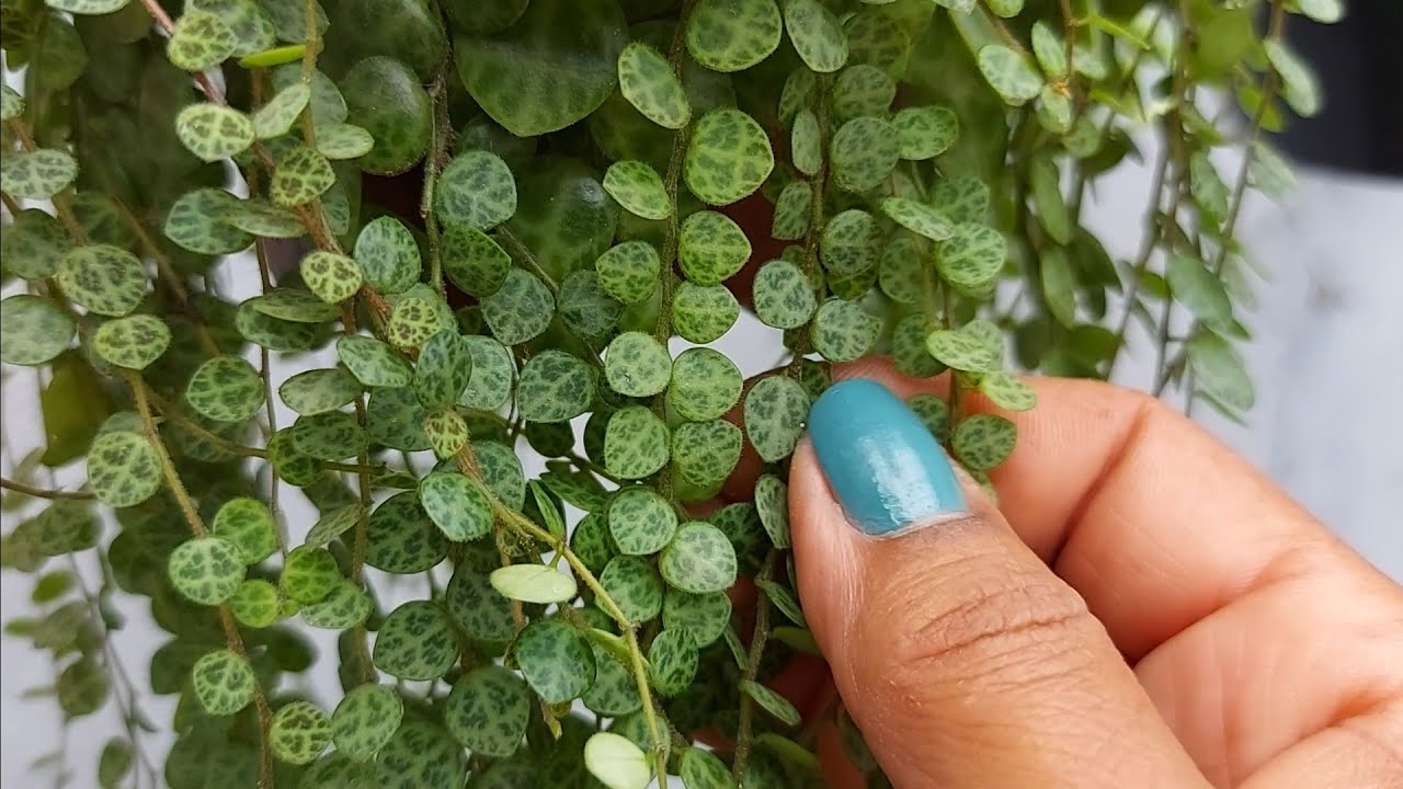 O queridinho COLAR DE TARTARUGA - Aprenda Multiplicar e Cultivar Peperomia prostrata -