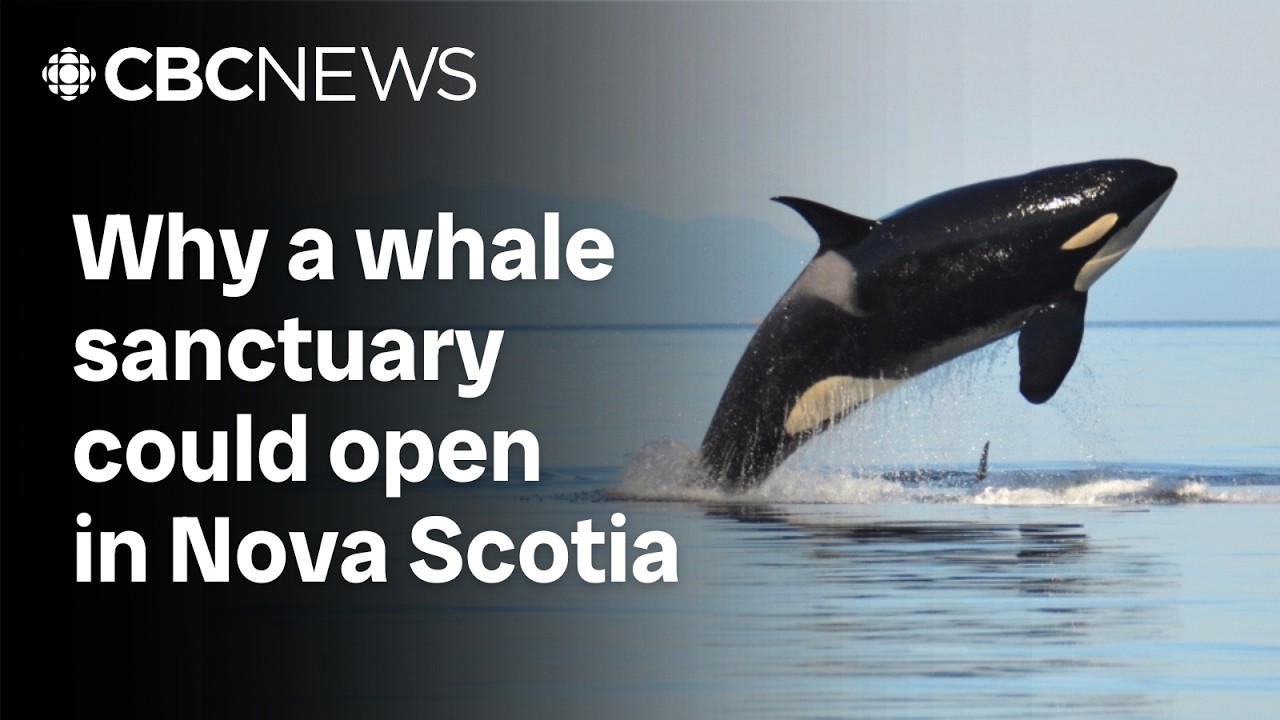 What a whale sanctuary would look like in Nova Scotia