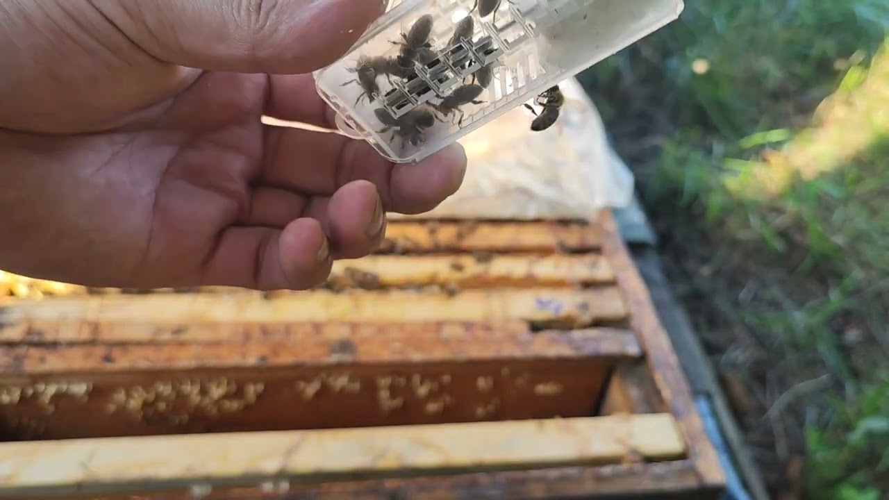 saf Karniyol kraliçearı (Celle)