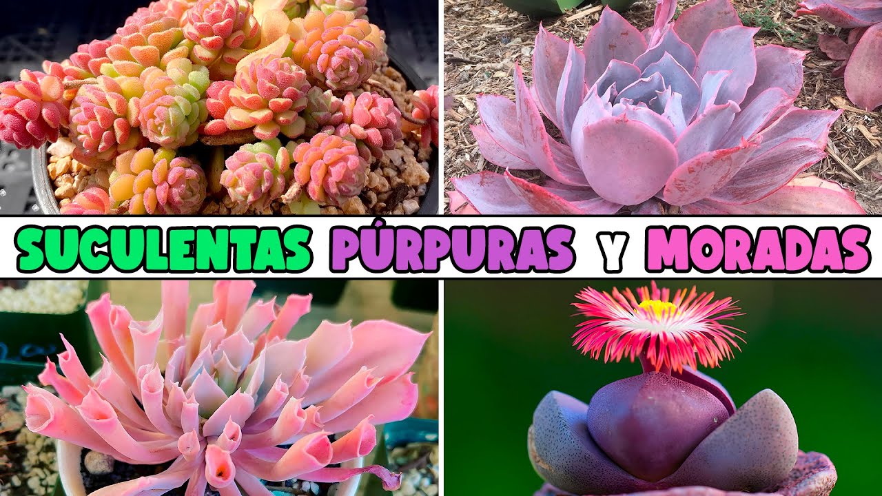 10 PLANTAS SUCULENTAS MORADAS y PÚRPURAS