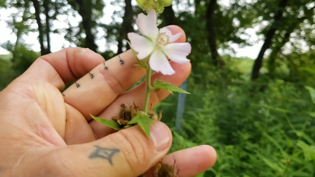 (#142) Illinois' Rarest Plant - Iliamna remota - and the Honeysuckle from Hell