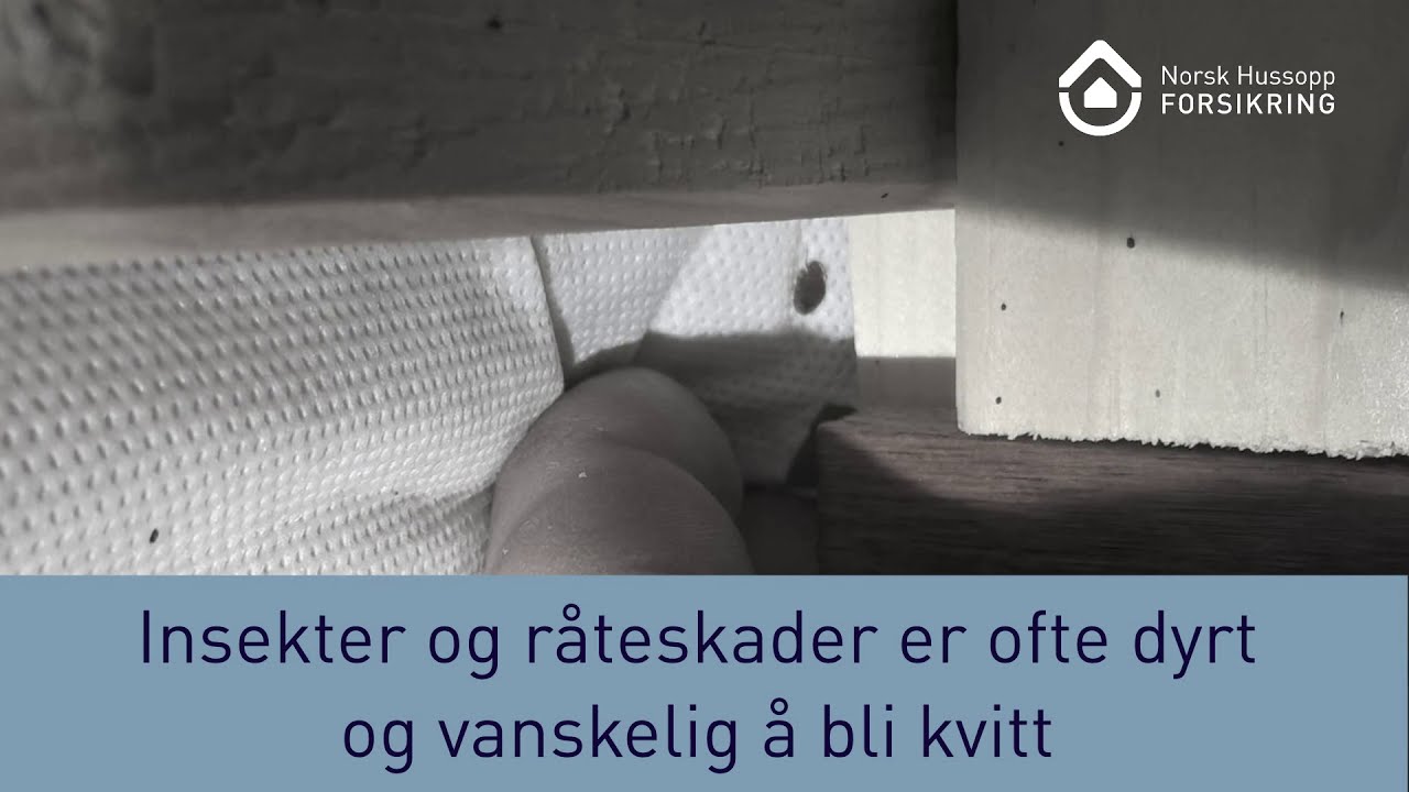Insekter er dyrt og vanskelig &aring; bli kvitt | Veggedyr