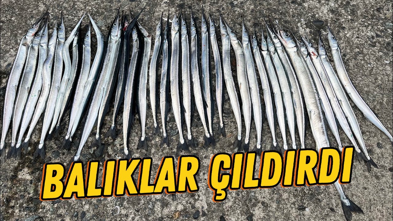ZARGANA AVI-neredeyse rekoru kırdık 🎣🔥😁#fishhunting #zargana#karadeniz #hopa #artvin #trabzon