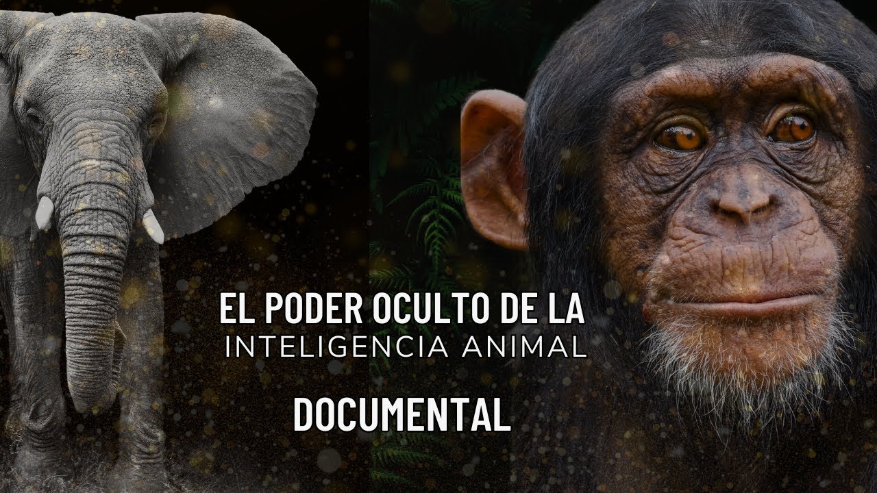 LOS ANIMALES M&Aacute;S INTELIGENTES DEL MUNDO &ndash; UN DOCUMENTAL FASCINANTE SOBRE LA MENTE ANIMAL