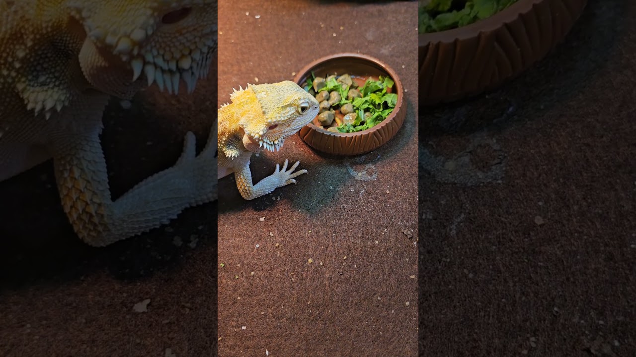 My Bearded Dragon Eating (EAT IT) !!! #beardeddragon