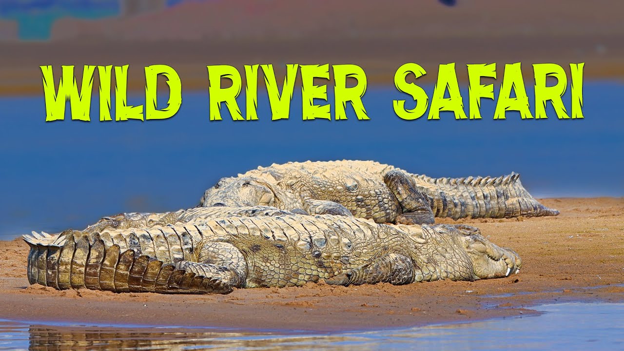 Searching for Gharial at National Chambal Gharial Sanctuary - 4K Video
