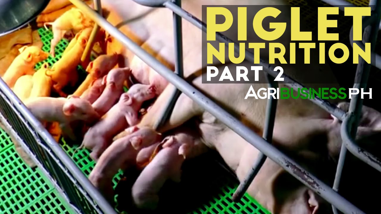 Piglet Nutrition Part 2 : Sow Feeding and Weaning | Agribusiness Philippines