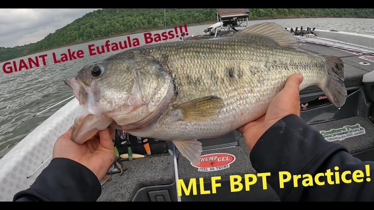 MLF Bass Pro Tour Lake Eufaula Practice