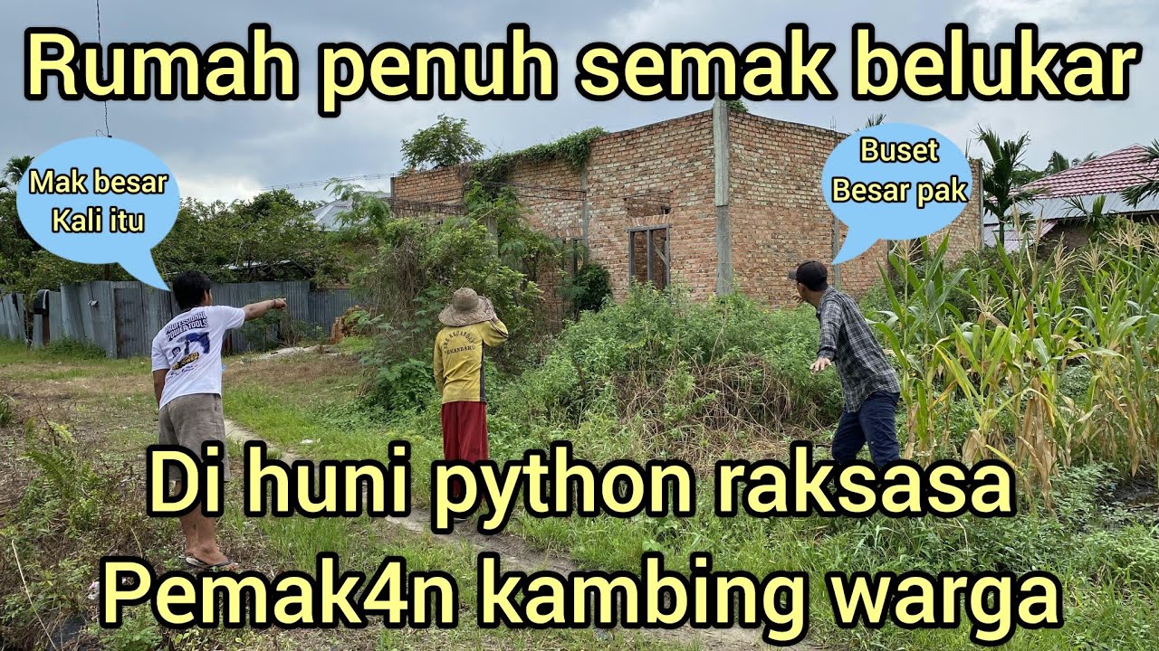 KAMBING WARGA NYAR1S JADI SANTAP4N ULAR PYTHON BESAR MUNCUL DI RUMAH KOSONG