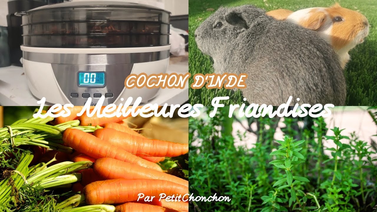 LES MEILLEURS FRIANDISES NATURELLES POUR COCHON D'INDE