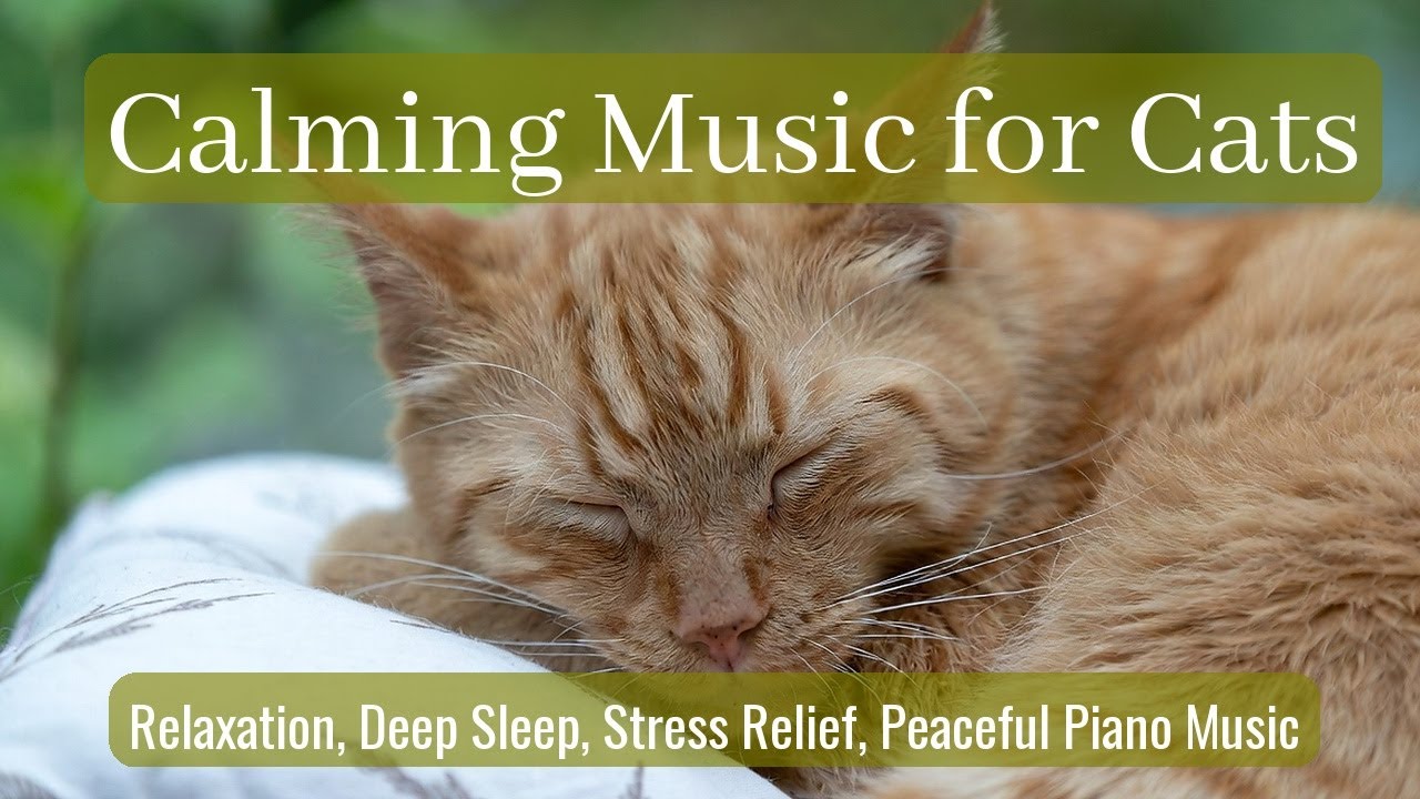 LIVE 🌙 Peaceful Cat Nap Music All Night 😴 | Season 93