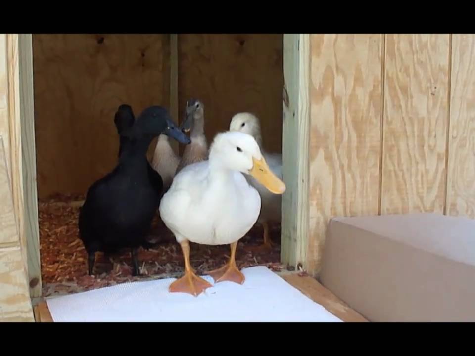 Good Morning Duckies - our six pet duckies  (Pekin, Cayuga, Welsh Harlequin)