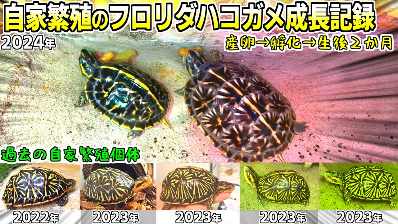 【フロリダハコガメ】自家繁殖のフロリダハコガメの成長記録【2024】