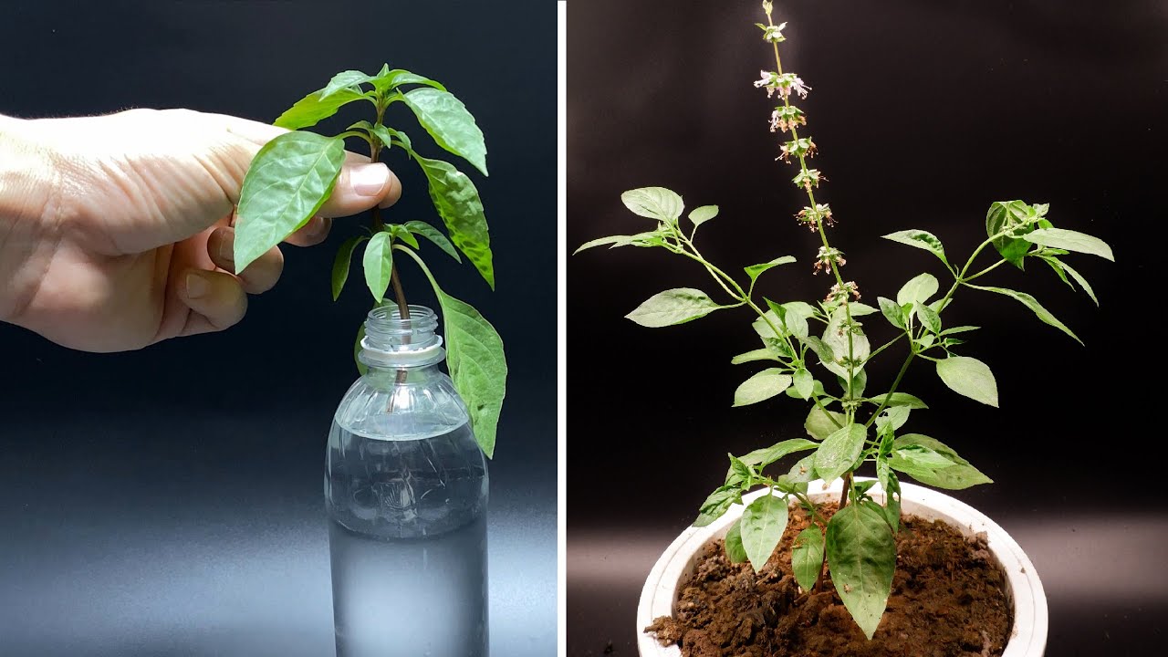 Growing Basil From Cutting in 55 Days Time Lapse