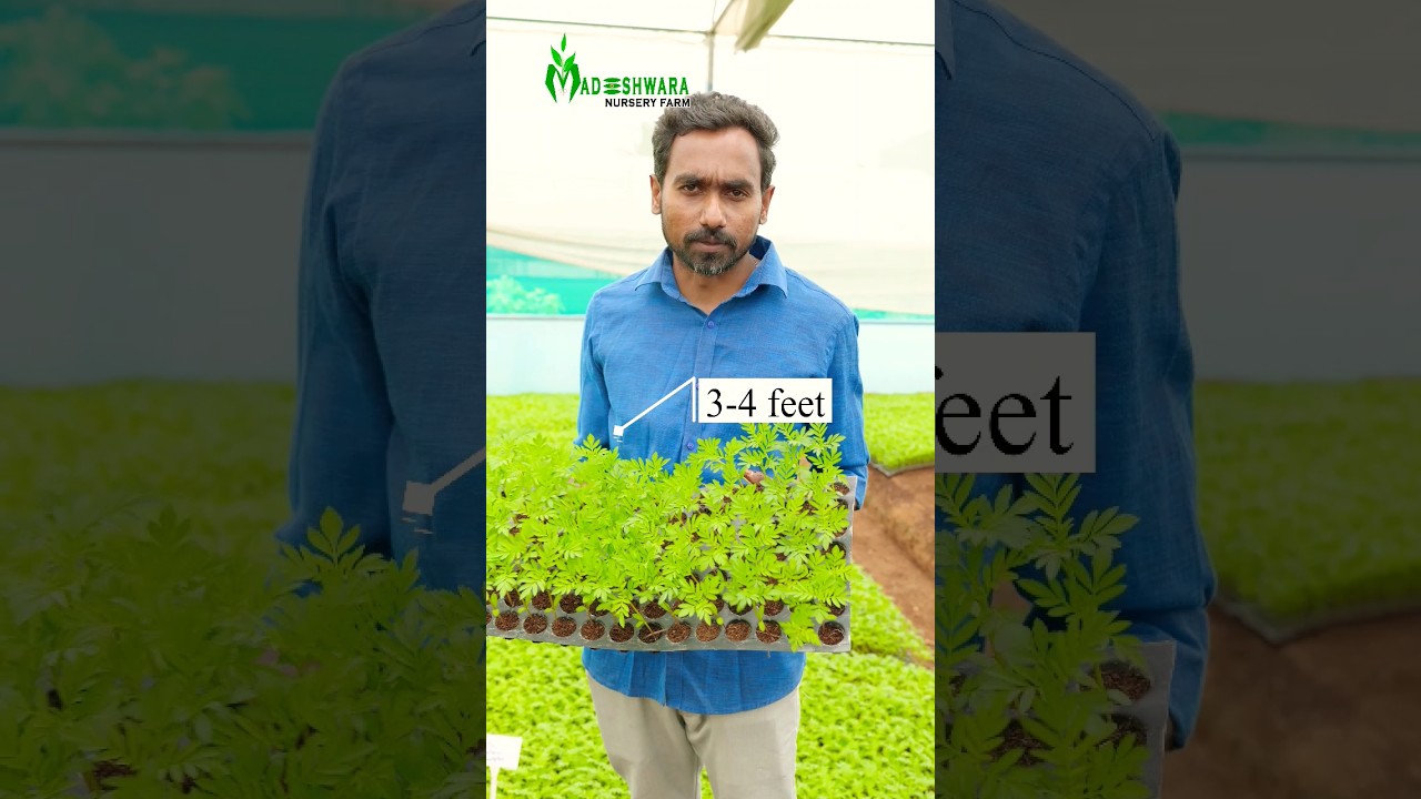 அதிக மழையையும் தாங்கி வளரக்கூடிய செண்டு மல்லி| Yellow Ball Marigold Variety #shorts #yellowball
