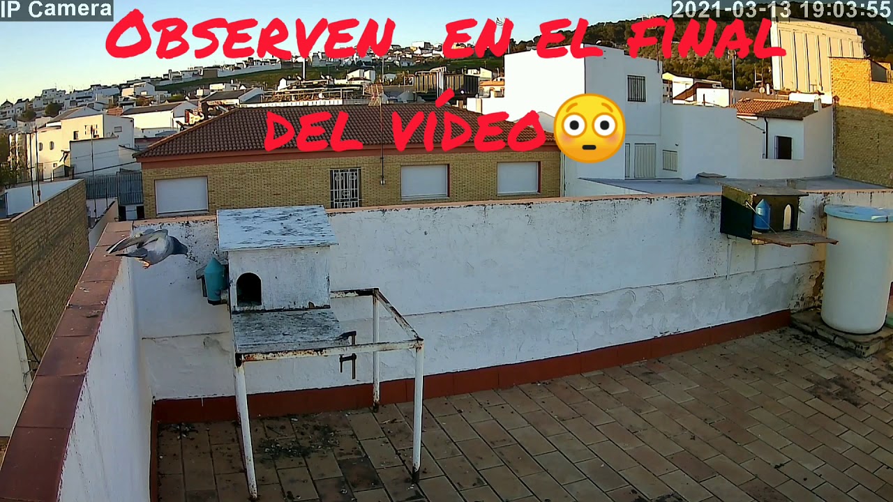 La Zurita astuta & El Palomo Ladron