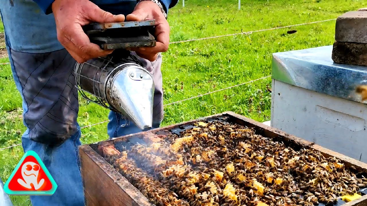 Pun corpurile de recoltă la stupi....23.04.2023