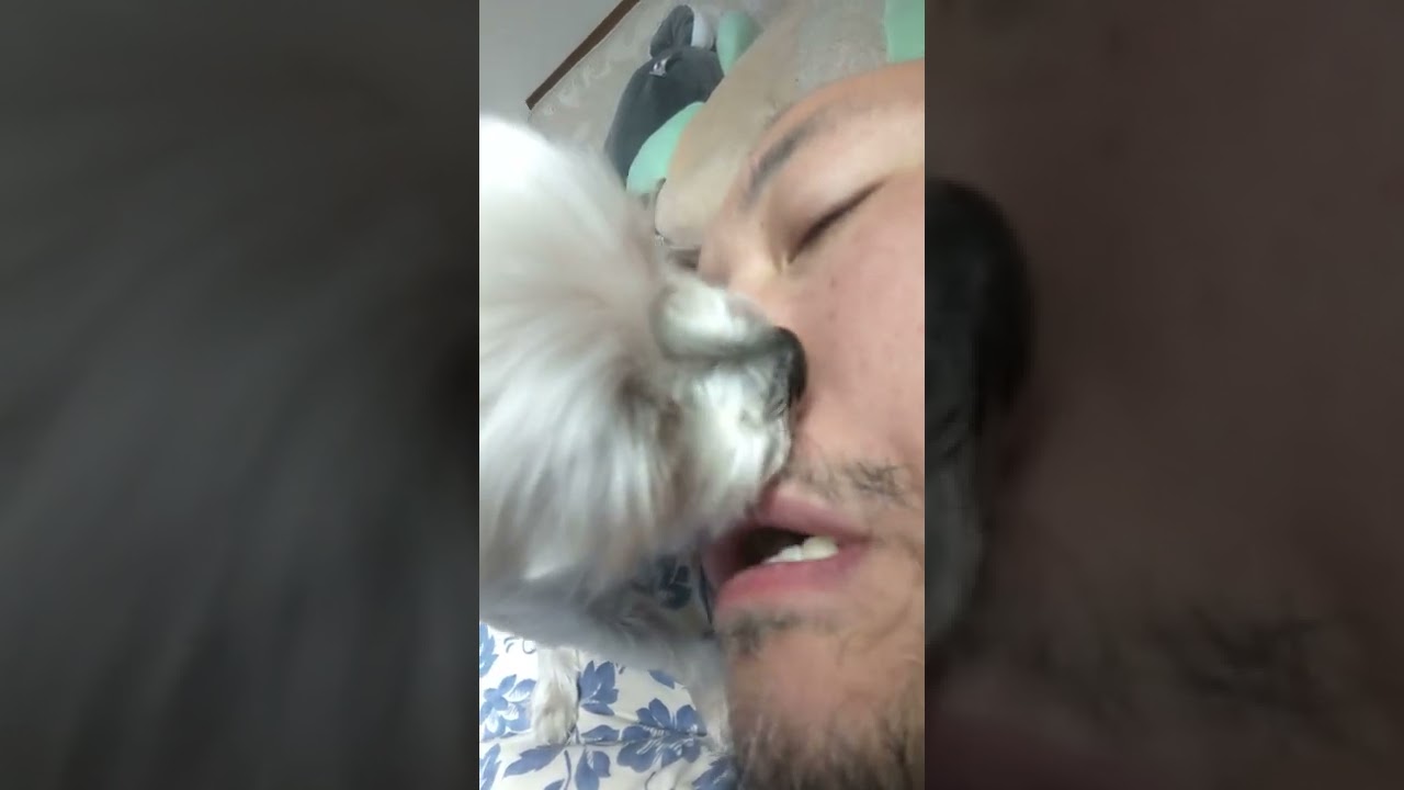 how many licks does it take to get to the center of your nose?