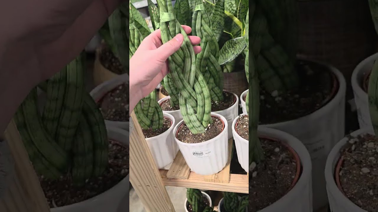 КОРОЛЬ КОМНАТНЫХ РАСТЕНИЙ: HOME DEPOT