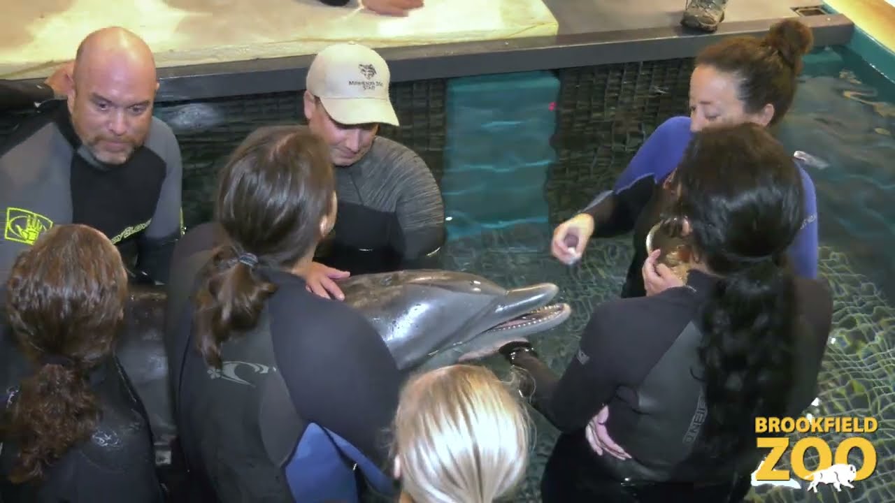 Behind the Scenes: Dolphins Move to Minnesota Zoo