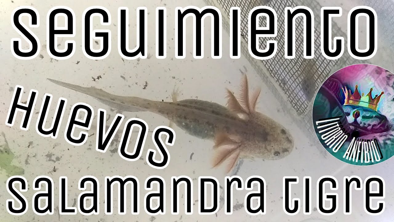 Seguimiento: Huevos de salamandra tigre Parte 3 (Ambystoma tigrinum)