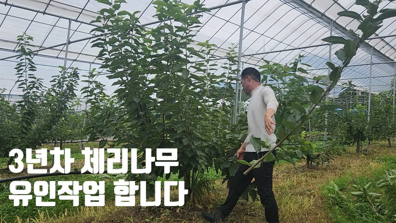 3년차 체리나무 유인작업_20250812