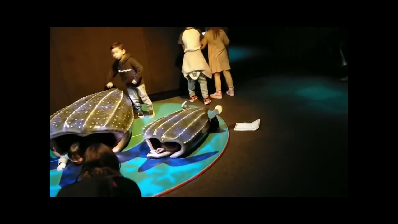 史前动物化石可能是无价之宝，参观这几块石头居然要19新西兰元，合人民币九十多。